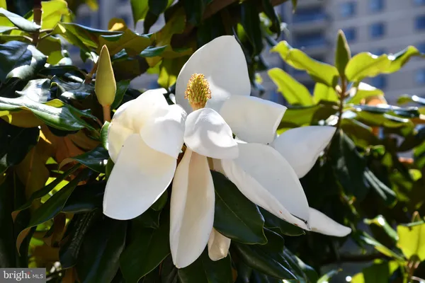 $2,700 | 307 Yoakum Parkway, Unit 606, Alexandria, VA 22304