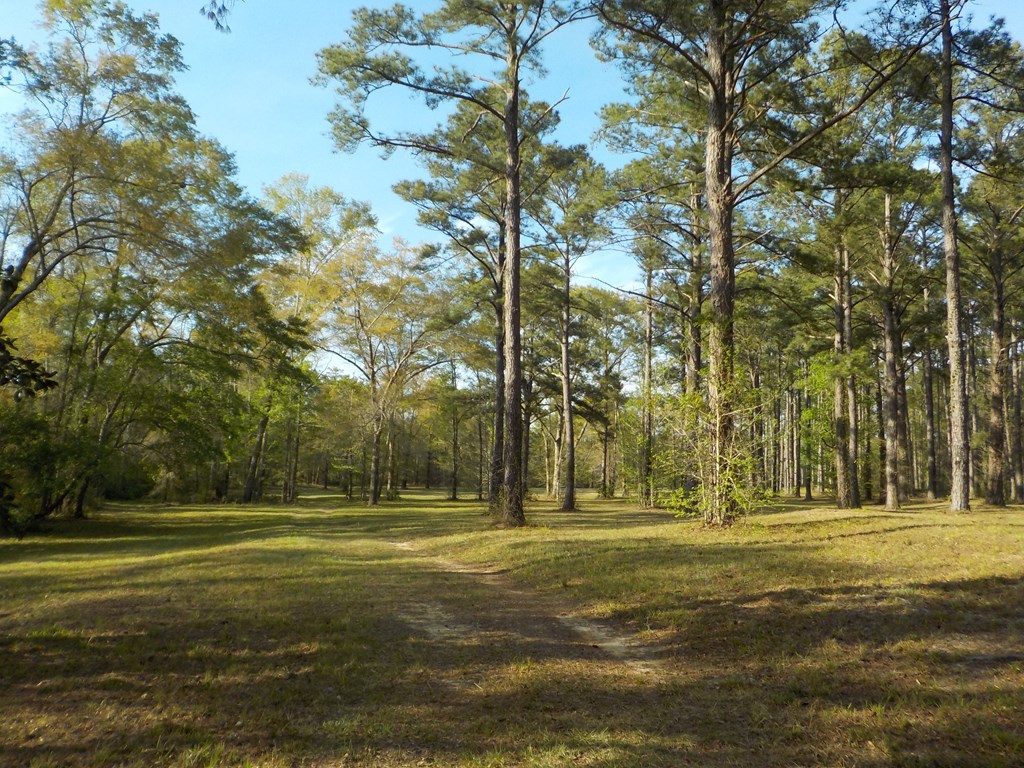 36.62-ac Hooper Cherry Road Dothan, AL 36301 - Photo 6 of 32 Gallery Image 6