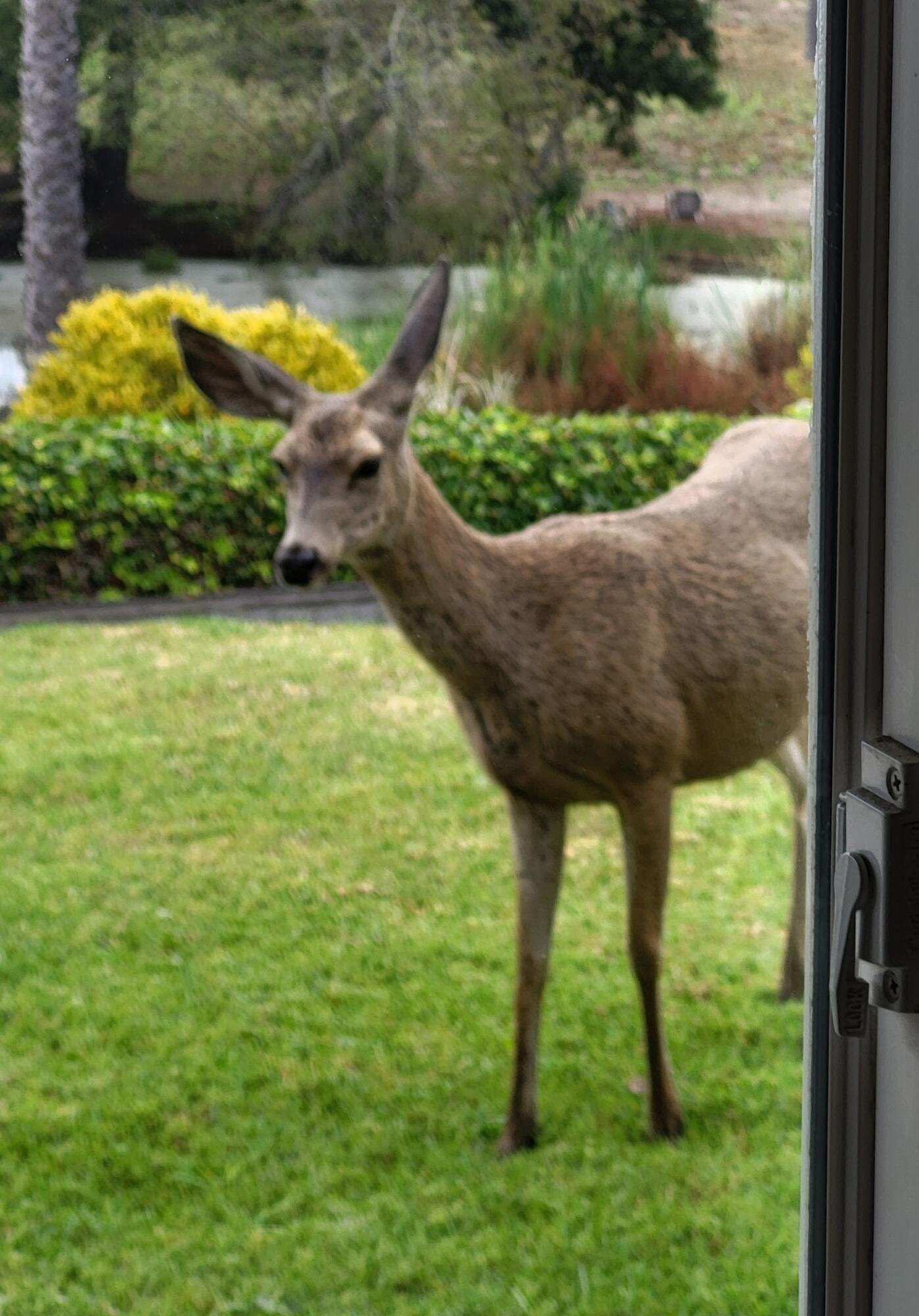 4314 West Ocean Avenue Lompoc, CA 93436 - Photo 29 of 58 20240804_091136