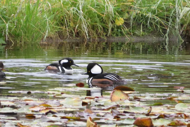 a front view of a house with swimming pool having outdoor seating