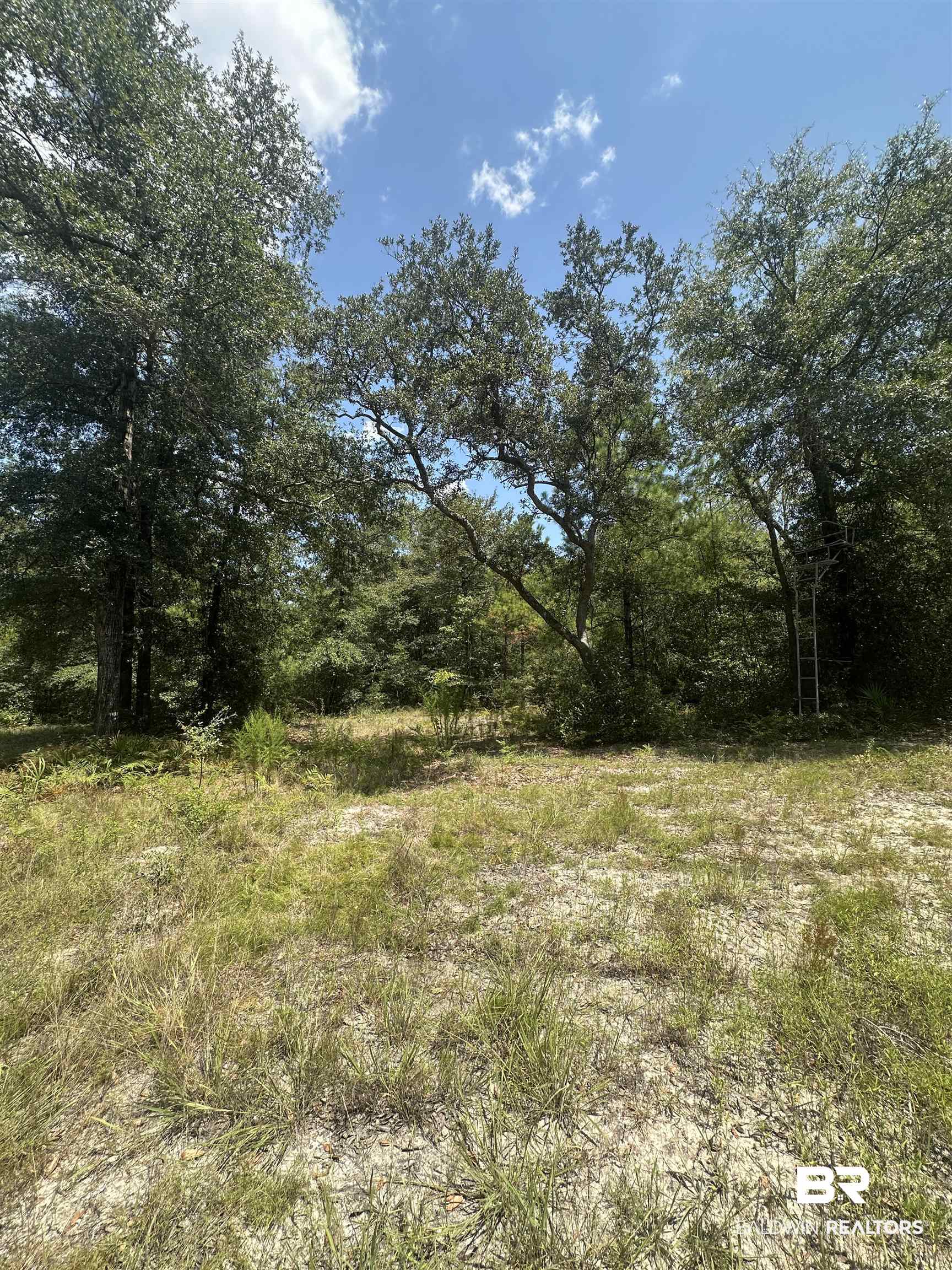 17175 Kelly Road Mount Vernon, AL 36560 - Photo 29 of 30 View of nature