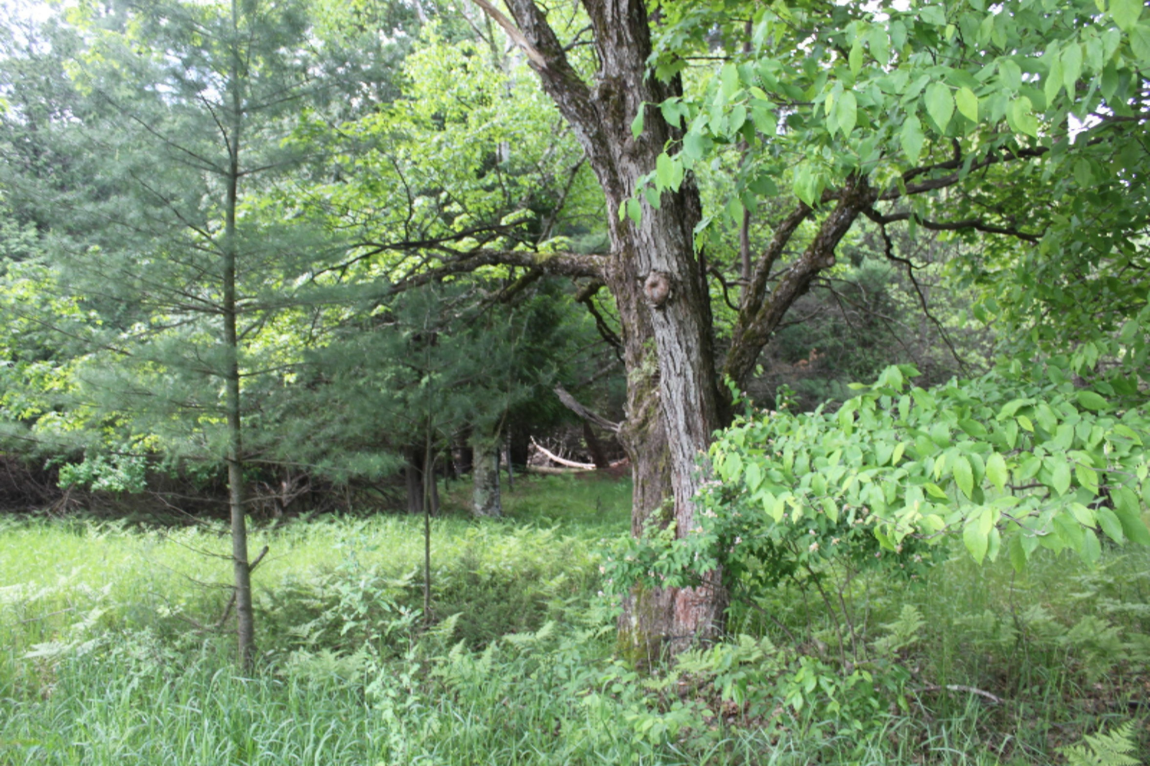 12 12 Mile Road Irons, MI 49644 - Photo 3 of 10 IMG_9522