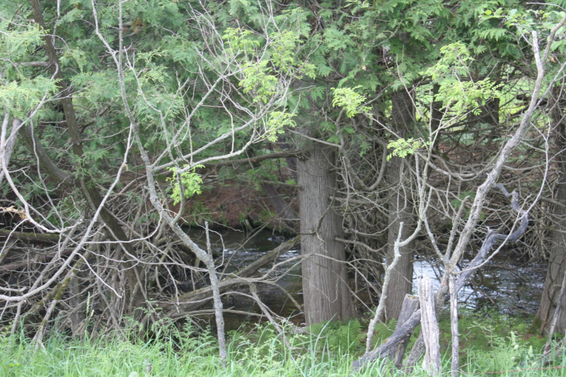 12 12 Mile Road Irons, MI 49644 - Photo 6 of 10 IMG_9526