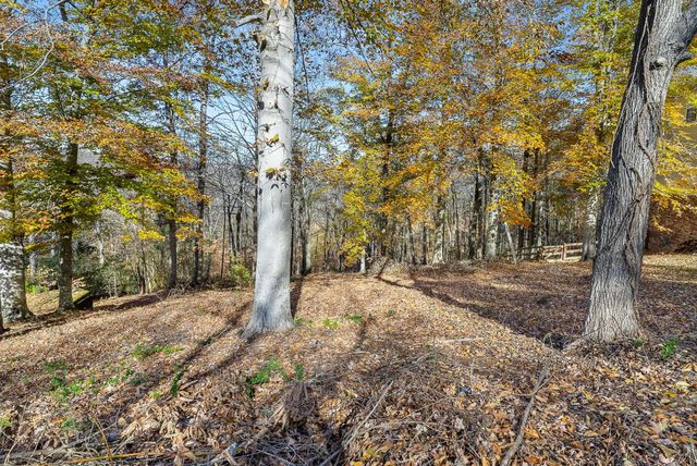a view of a trees with a tree