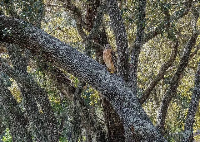 $495,000 | 115 East Ireland Court, Hernando, FL 34442