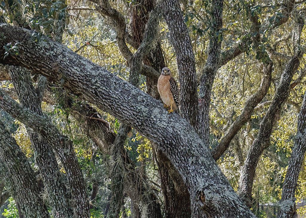 115 East Ireland Court Hernando, FL 34442 - Photo 15 of 55