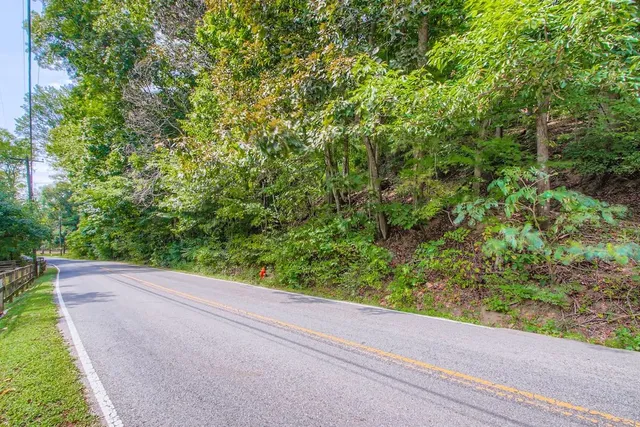 a view of a yard with plants