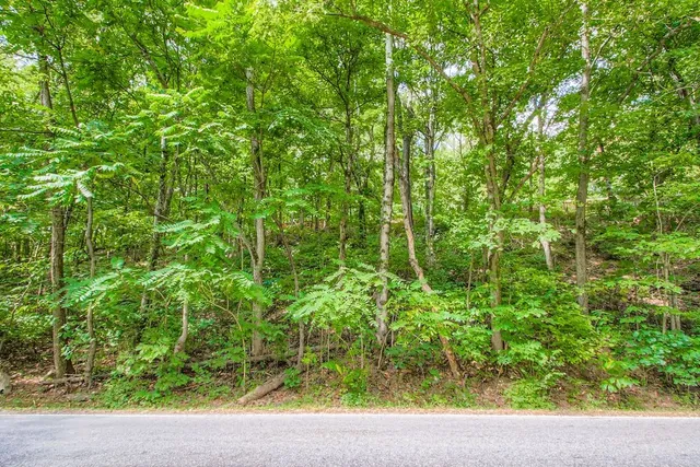 a view of a garden with plants