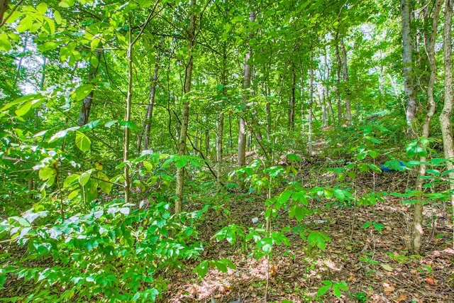 a view of a lush green forest