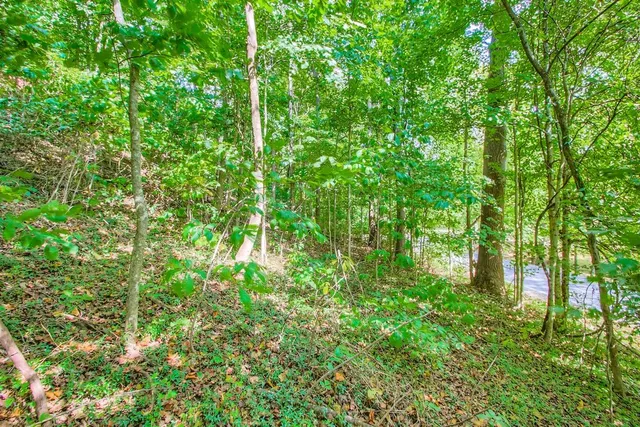 a view of a lush green forest