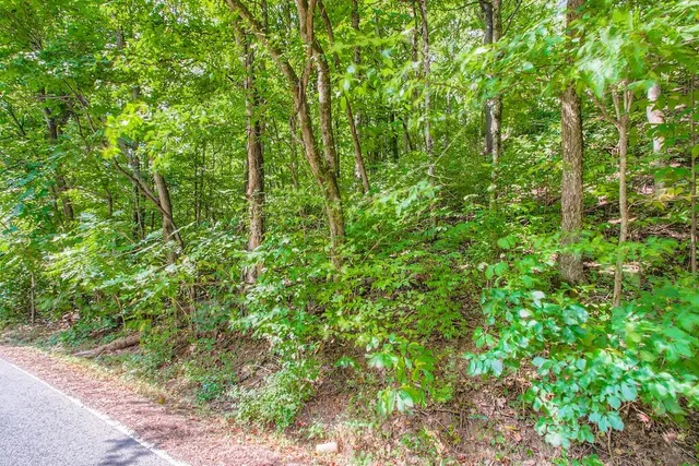 a view of a lush green forest
