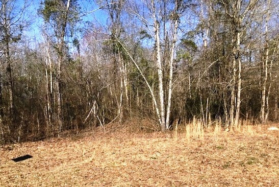 0 Little Oak Road Williston, SC 29853 - Photo 2 of 4
