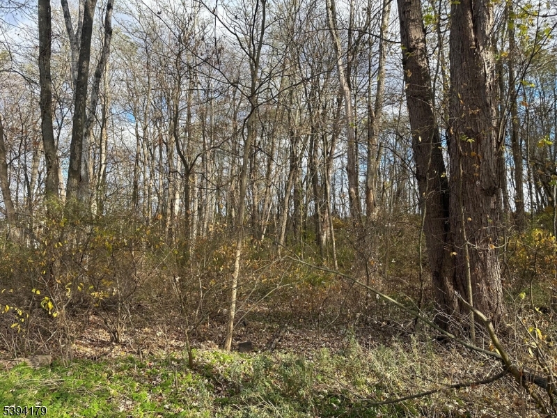 143 Vail Road Columbia, NJ 07832 - Photo 3 of 15 a view of a forest