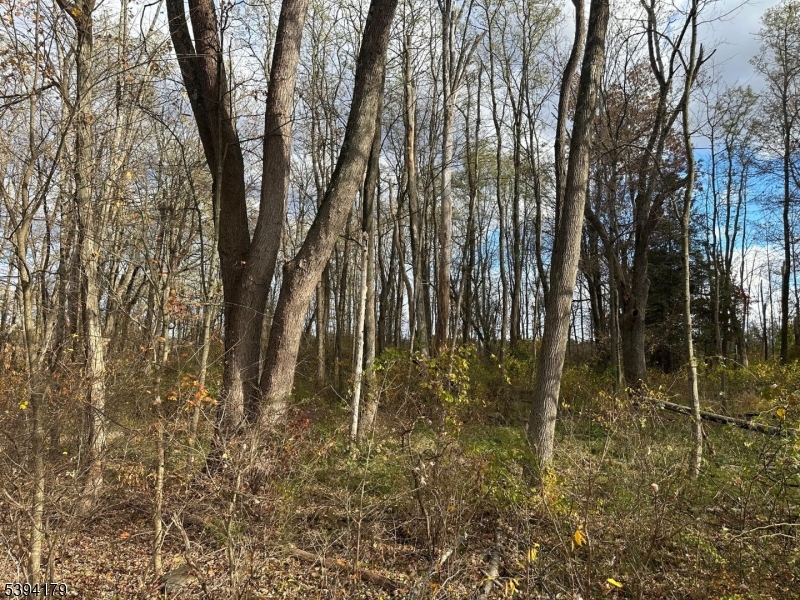 143 Vail Road Columbia, NJ 07832 - Photo 4 of 15 a view of yard