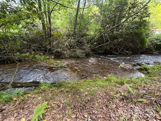 a view of a yard with plants and large trees