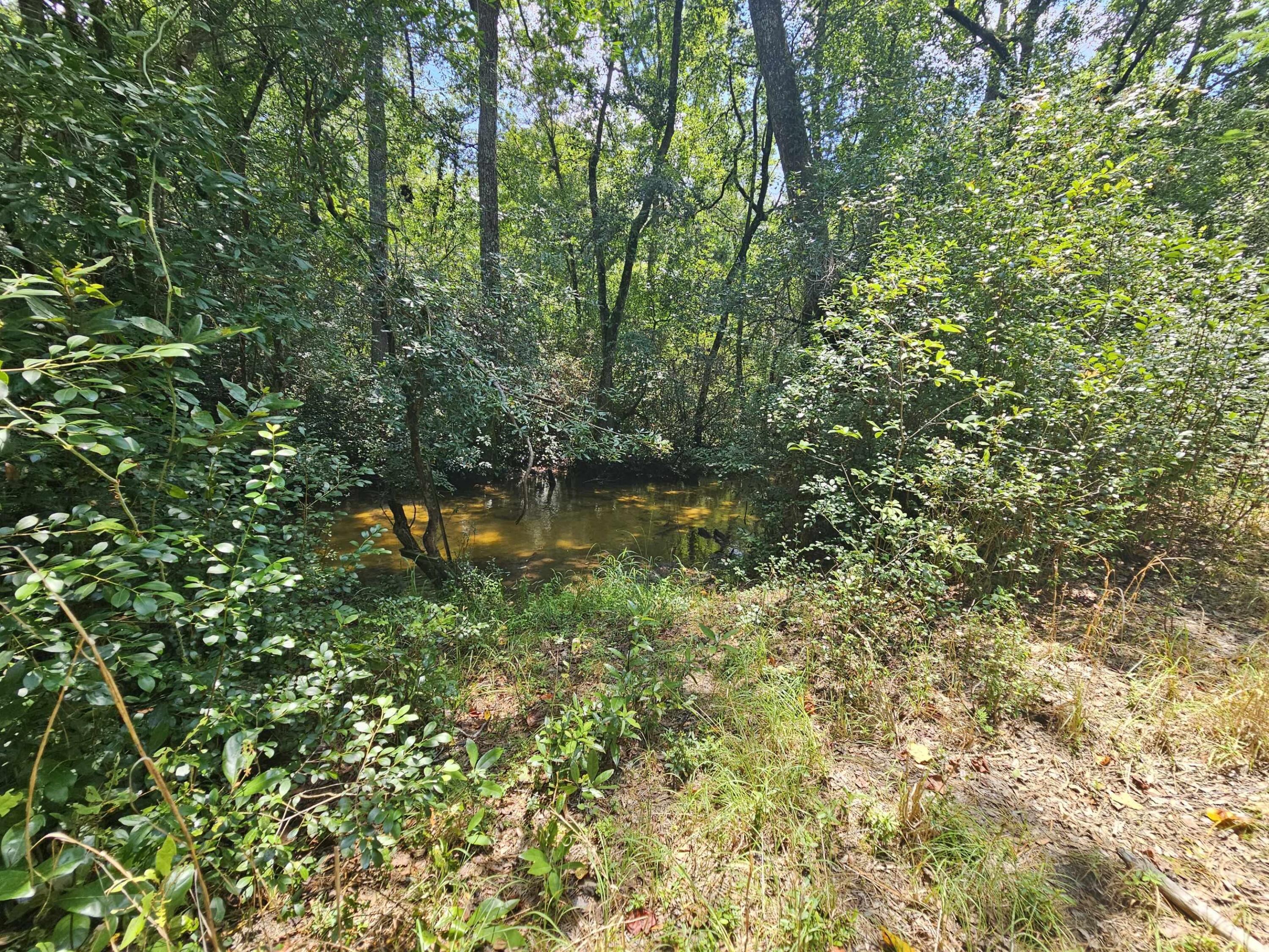 7173 Capers Path Aiken, SC 29803 - Photo 26 of 57 Three Runs Creek