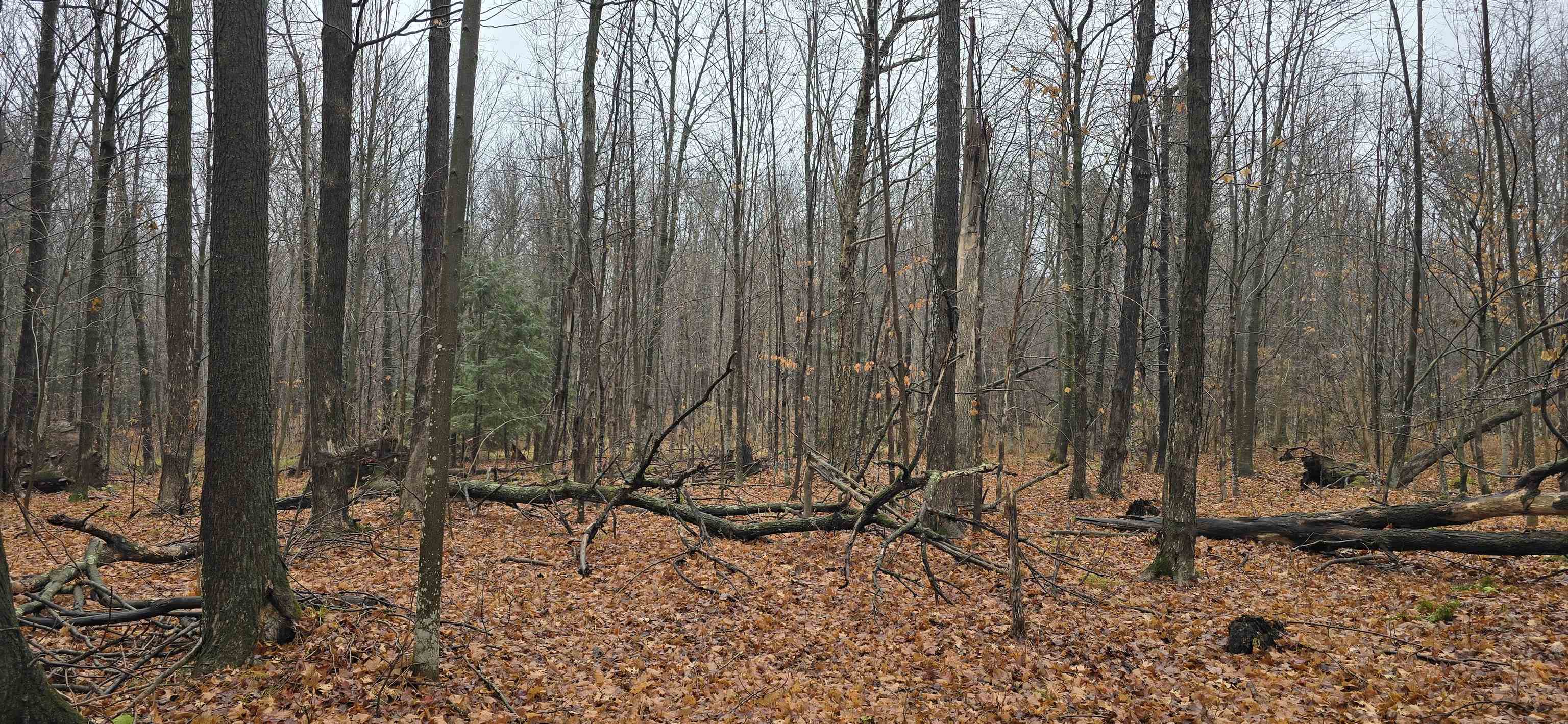 North County Rd WW Road Merrill, WI 54452 - Photo 3 of 8