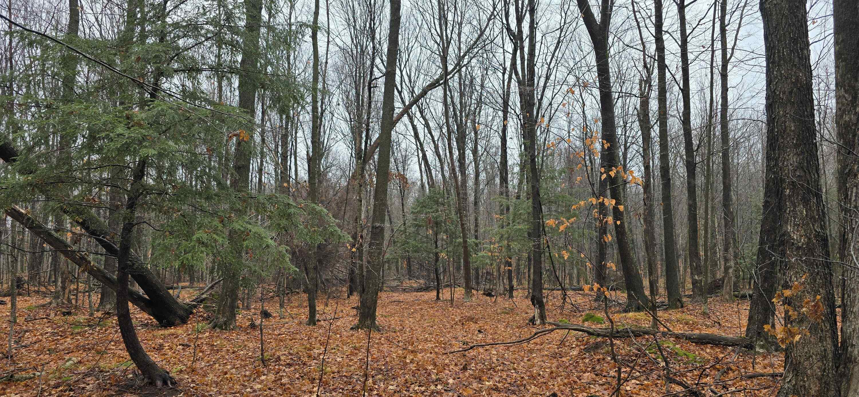 North County Rd WW Road Merrill, WI 54452 - Photo 5 of 8