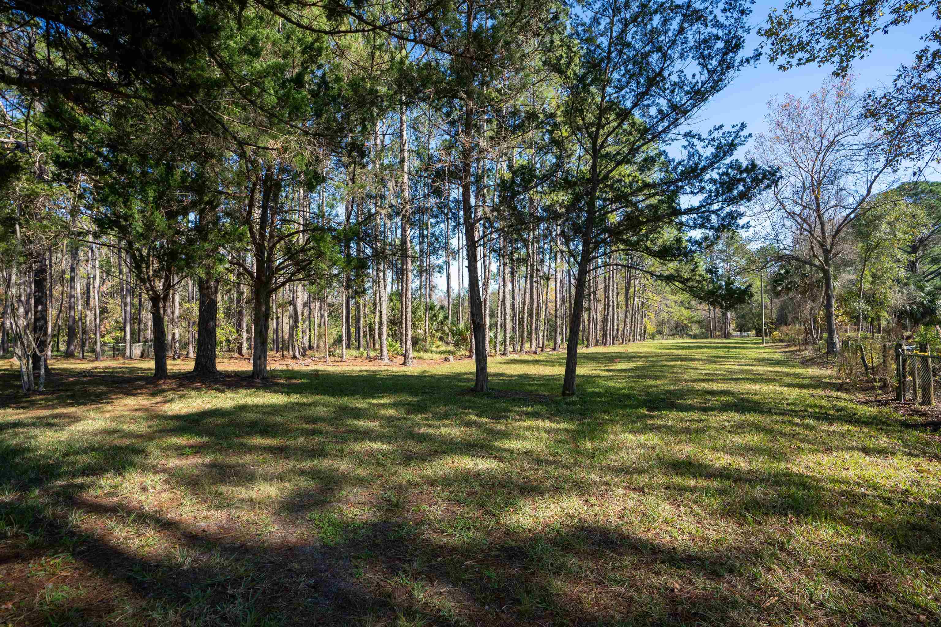 2780-land) Pellicer Road St. Augustine, FL 32092 - Photo 4 of 6 a big yard with trees