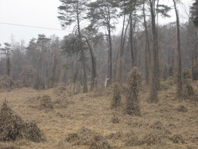 2 Monterey Road White Pine, TN 37890 - Photo 2 of 5 land photos 027
