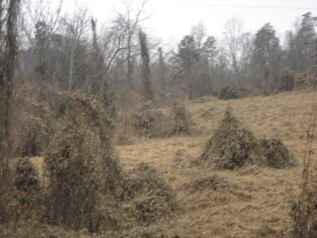 2 Monterey Road White Pine, TN 37890 - Photo 4 of 5 land photos 029