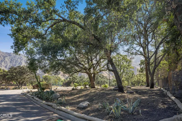 a view of a tree in the middle of a yard