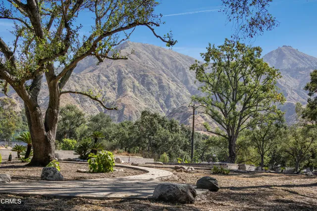 a view of a tree in a yard