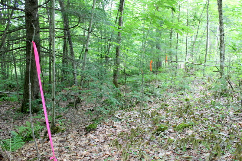 0 Rte 219 / West Cove Road Hartford, ME 04220 - Photo 4 of 16 IMG_2080