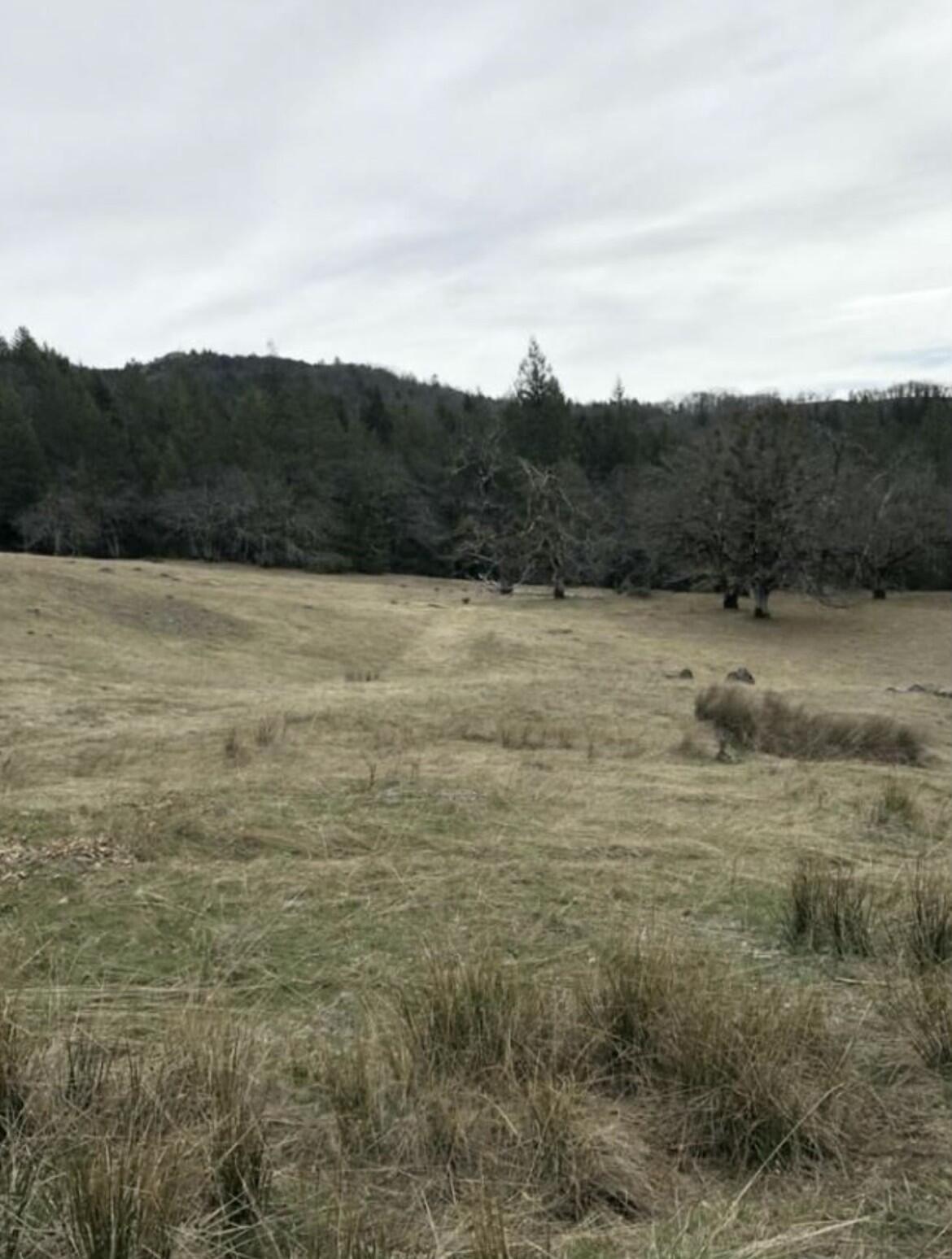 0 Buck Mountain Road Bridgeville, CA 95526 - Photo 6 of 8