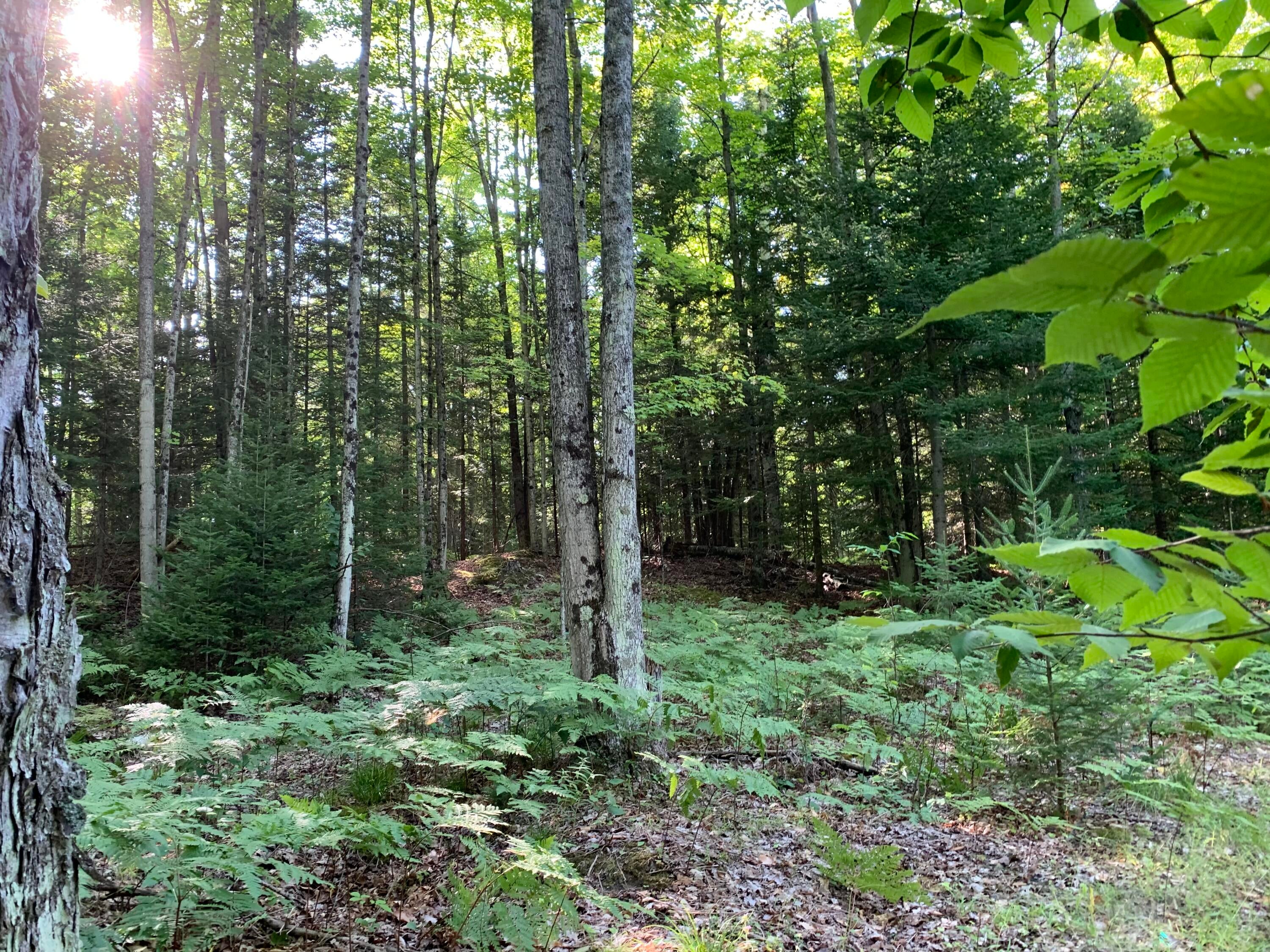 Enger Road Posen, MI 49776 - Photo 51 of 58 Gallery Image 51