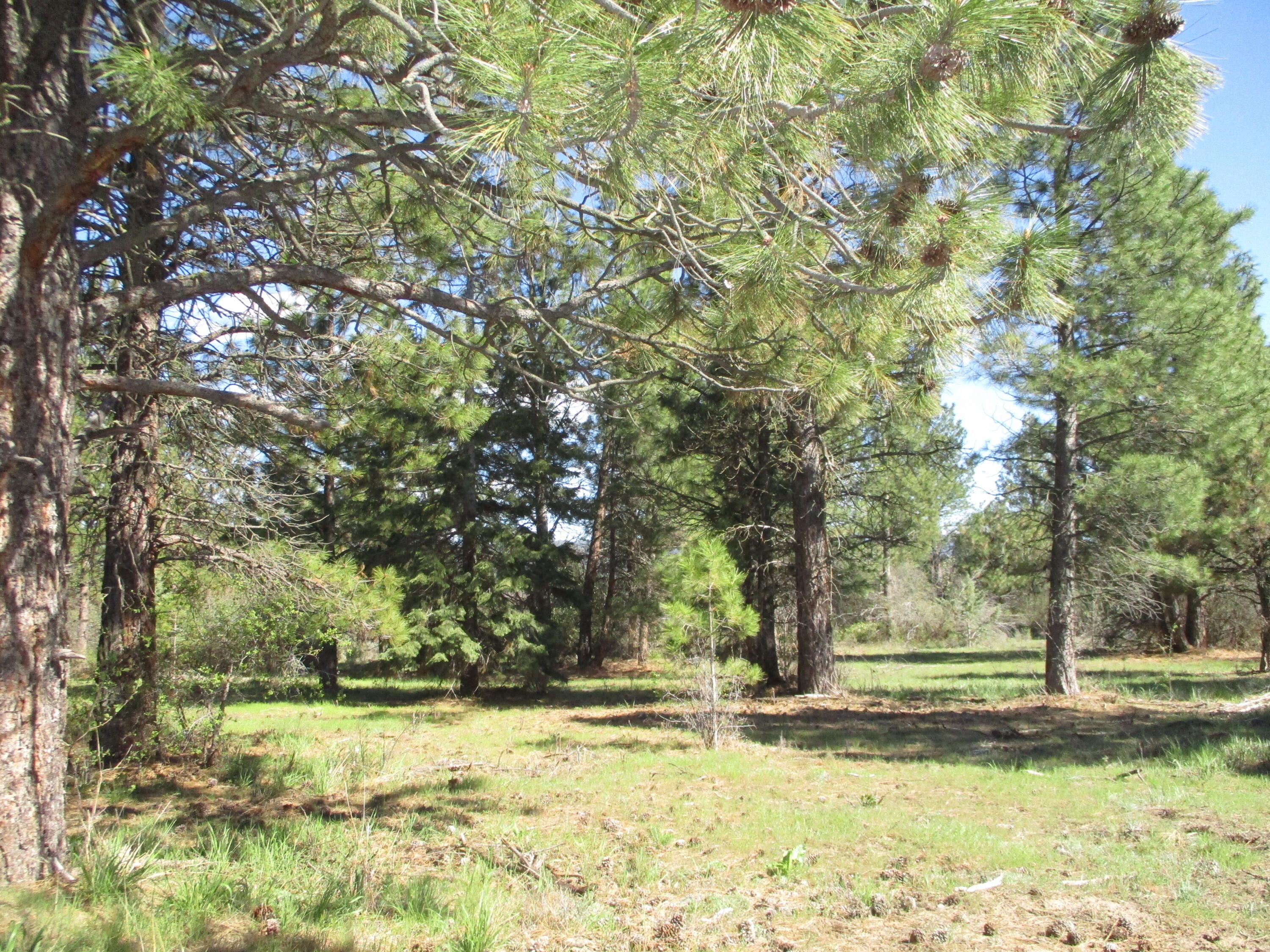 36141 David Street Chiloquin, OR 97624 - Photo 43 of 43 IMG_0976