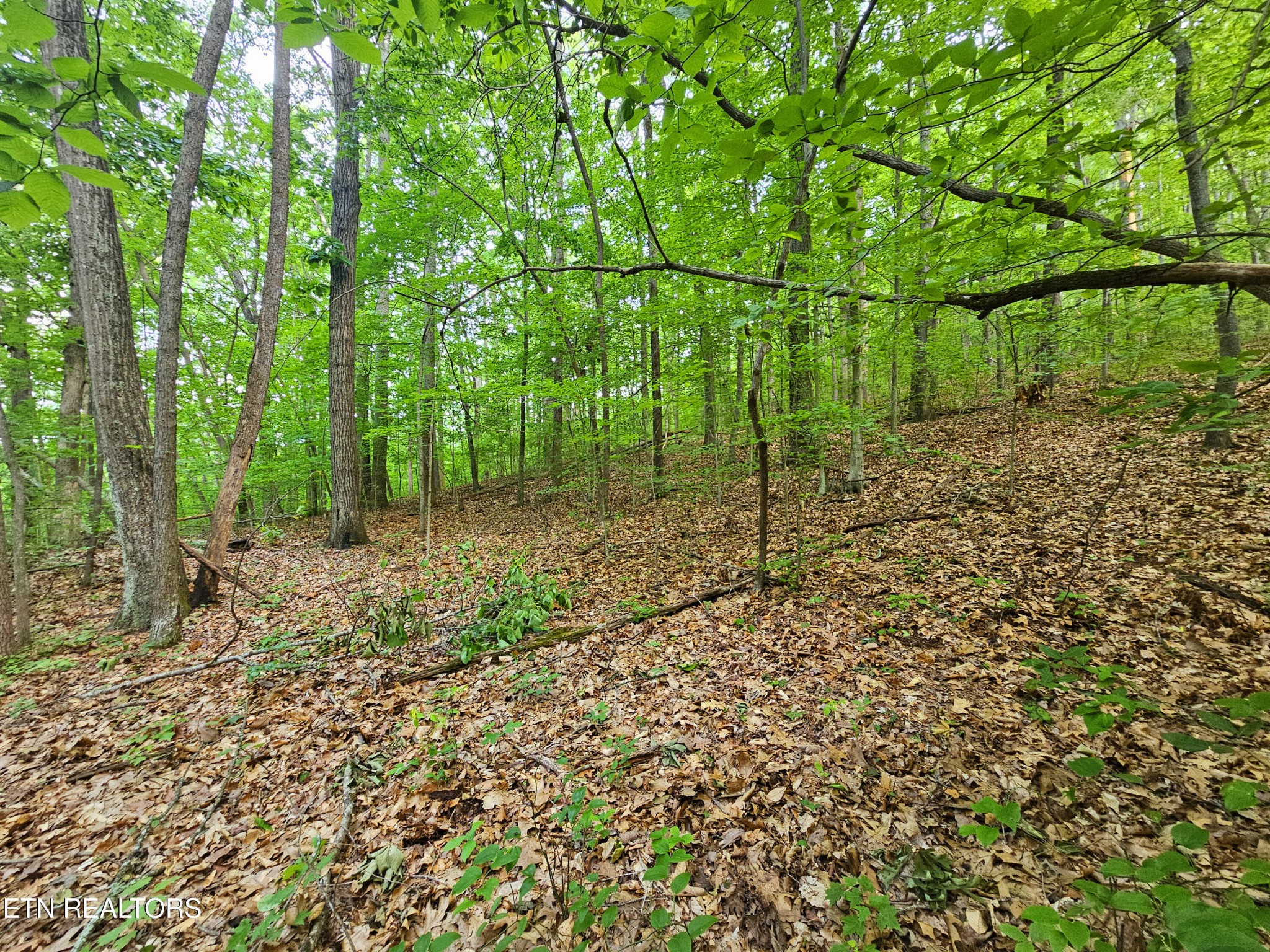 0 Cruze Road Powell, TN 37849 - Photo 9 of 18 Gallery Image 9