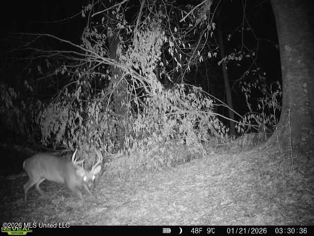Pam Road Aimwell, LA 71401 - Photo 37 of 38 IMG_5466