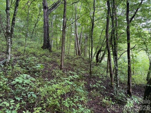 Tbd Meadow Fork Road Hot Springs, NC 28743 - Photo 1 of 20