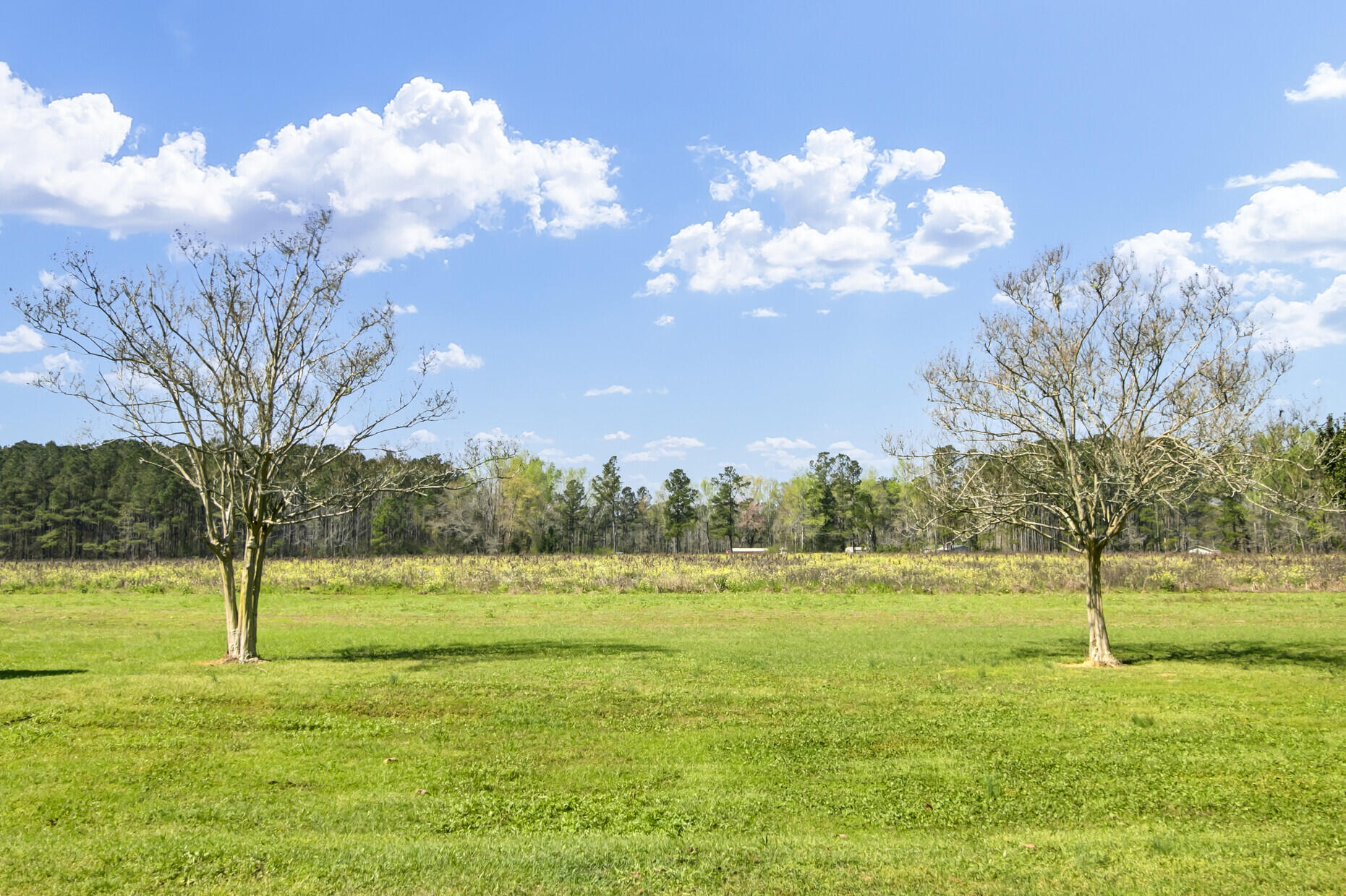 144 Hill Branch Road Ridgeville, SC 29472 - Photo 40 of 52 Rear Acreage