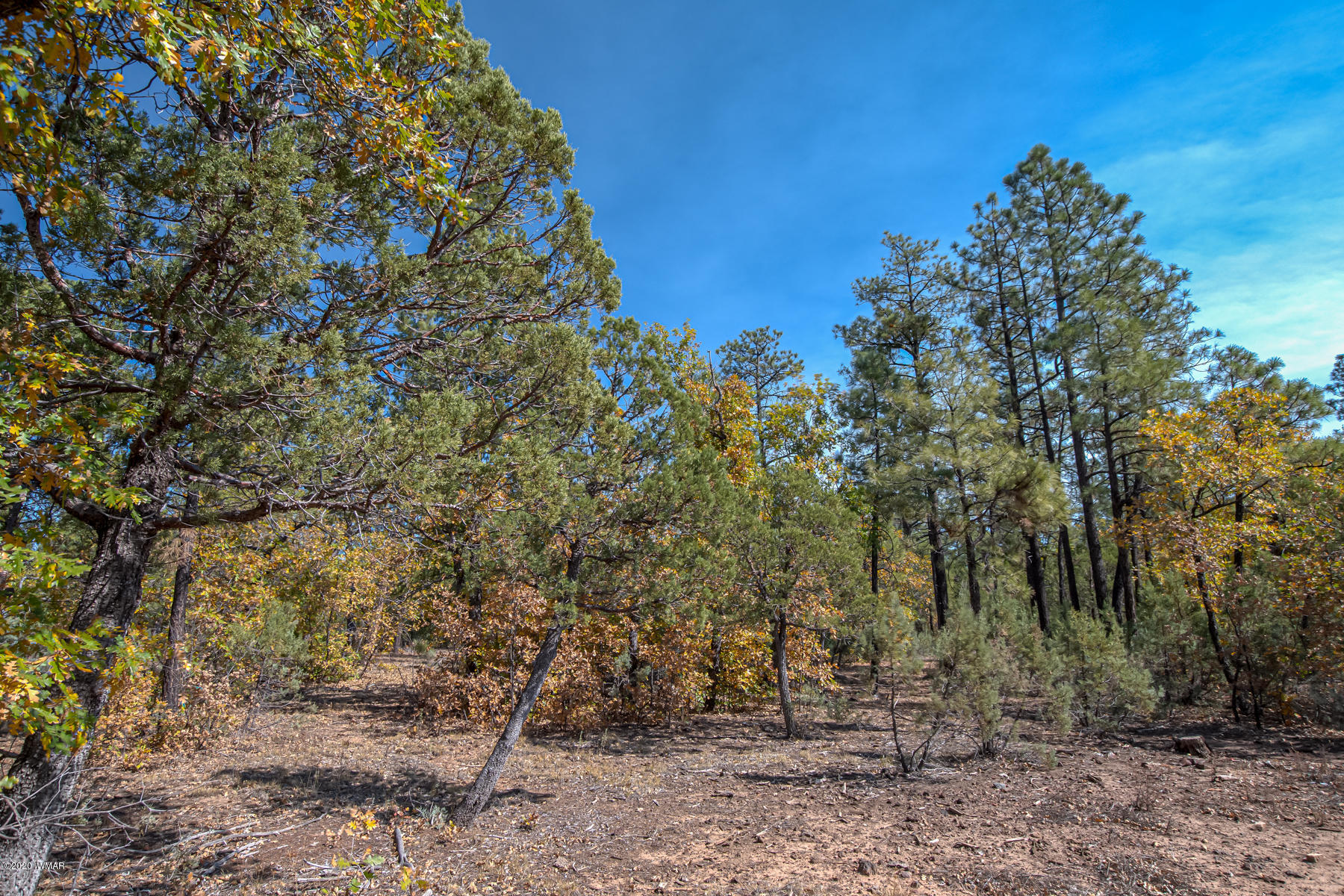 4.1-acres 4.1-acres Rim Road Show Low, AZ 85901 - Photo 2 of 23