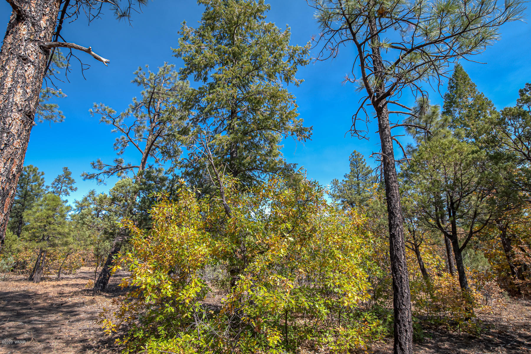 4.1-acres 4.1-acres Rim Road Show Low, AZ 85901 - Photo 4 of 23