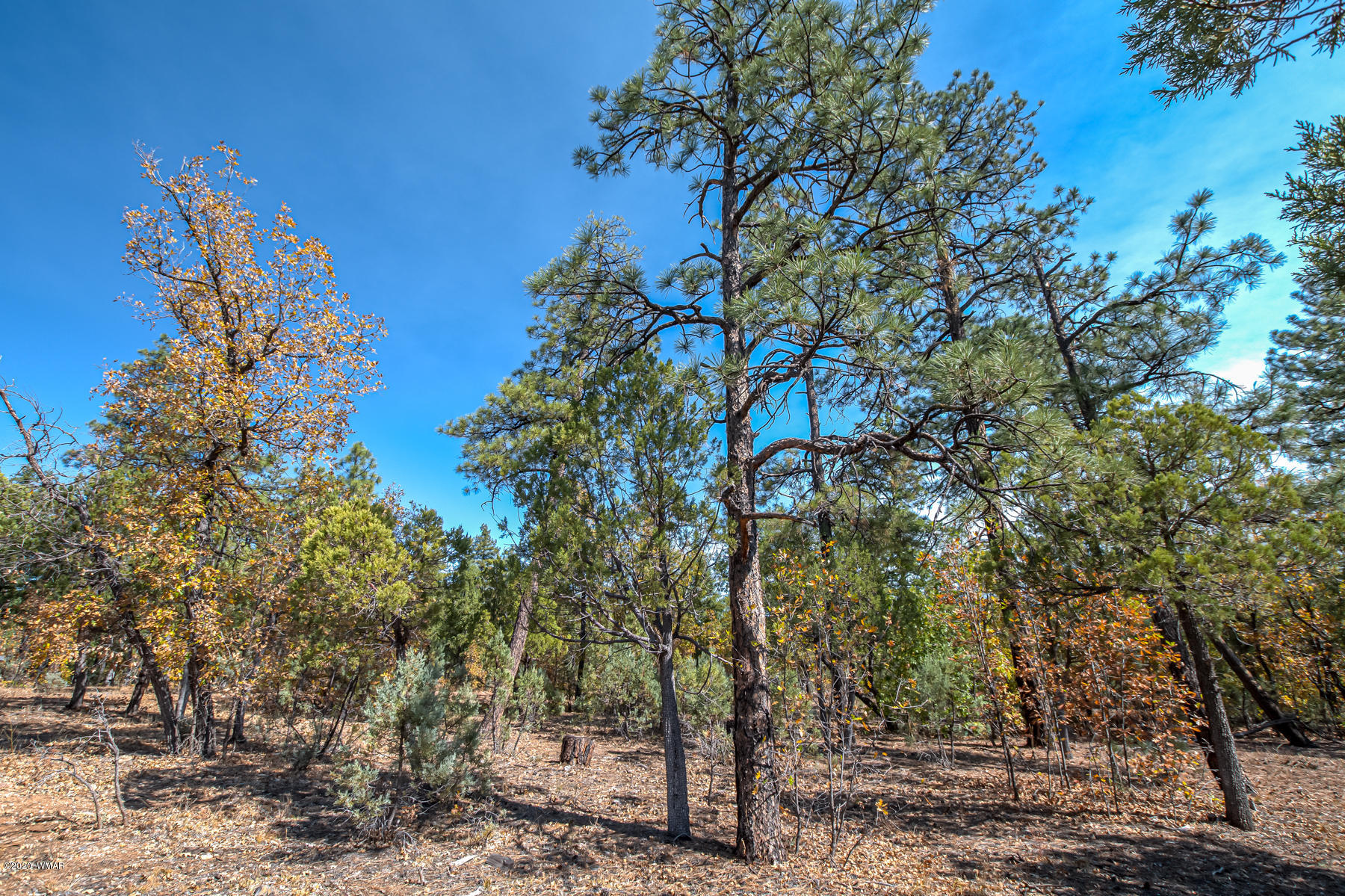 4.1-acres 4.1-acres Rim Road Show Low, AZ 85901 - Photo 5 of 23