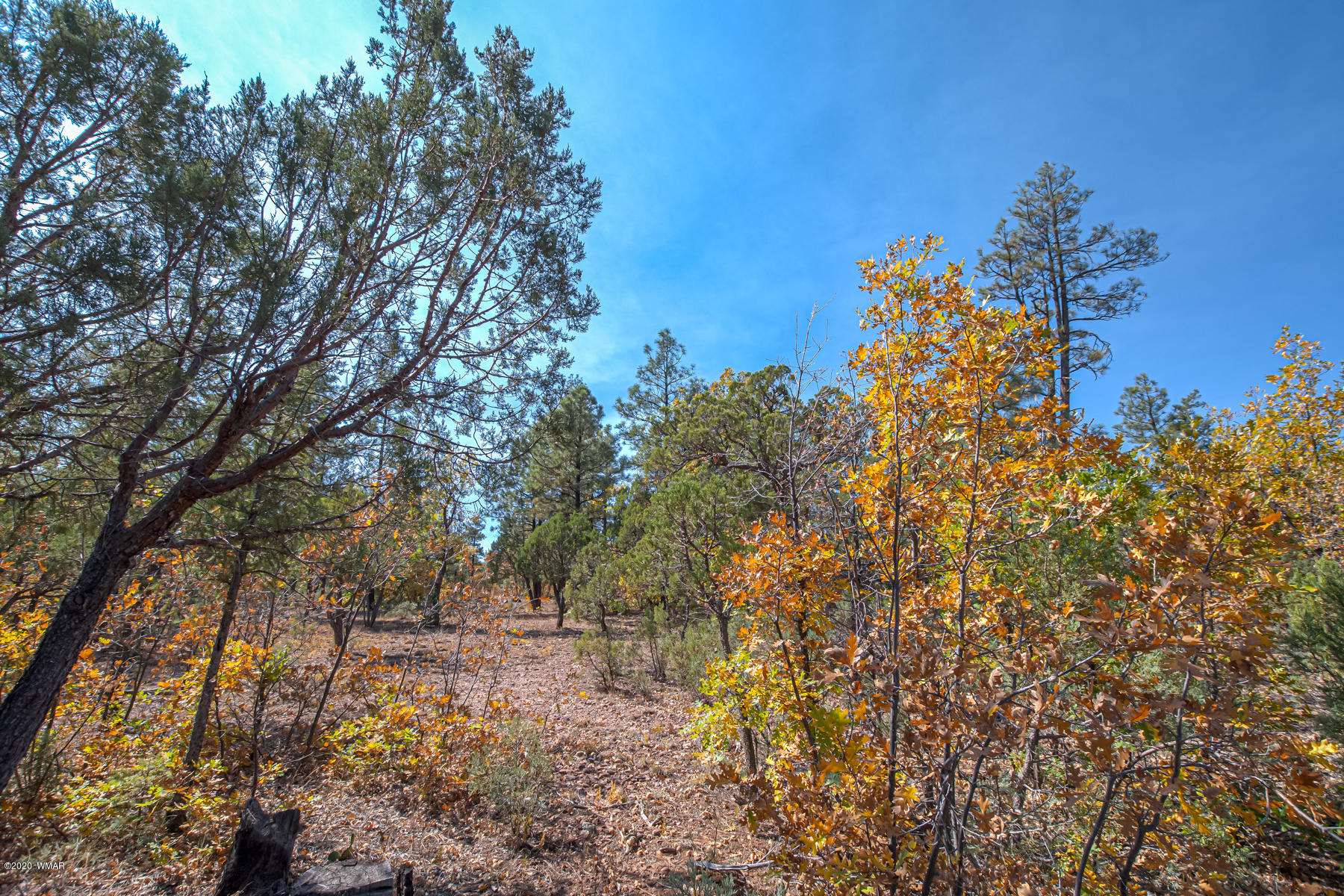 4.1-acres 4.1-acres Rim Road Show Low, AZ 85901 - Photo 6 of 23