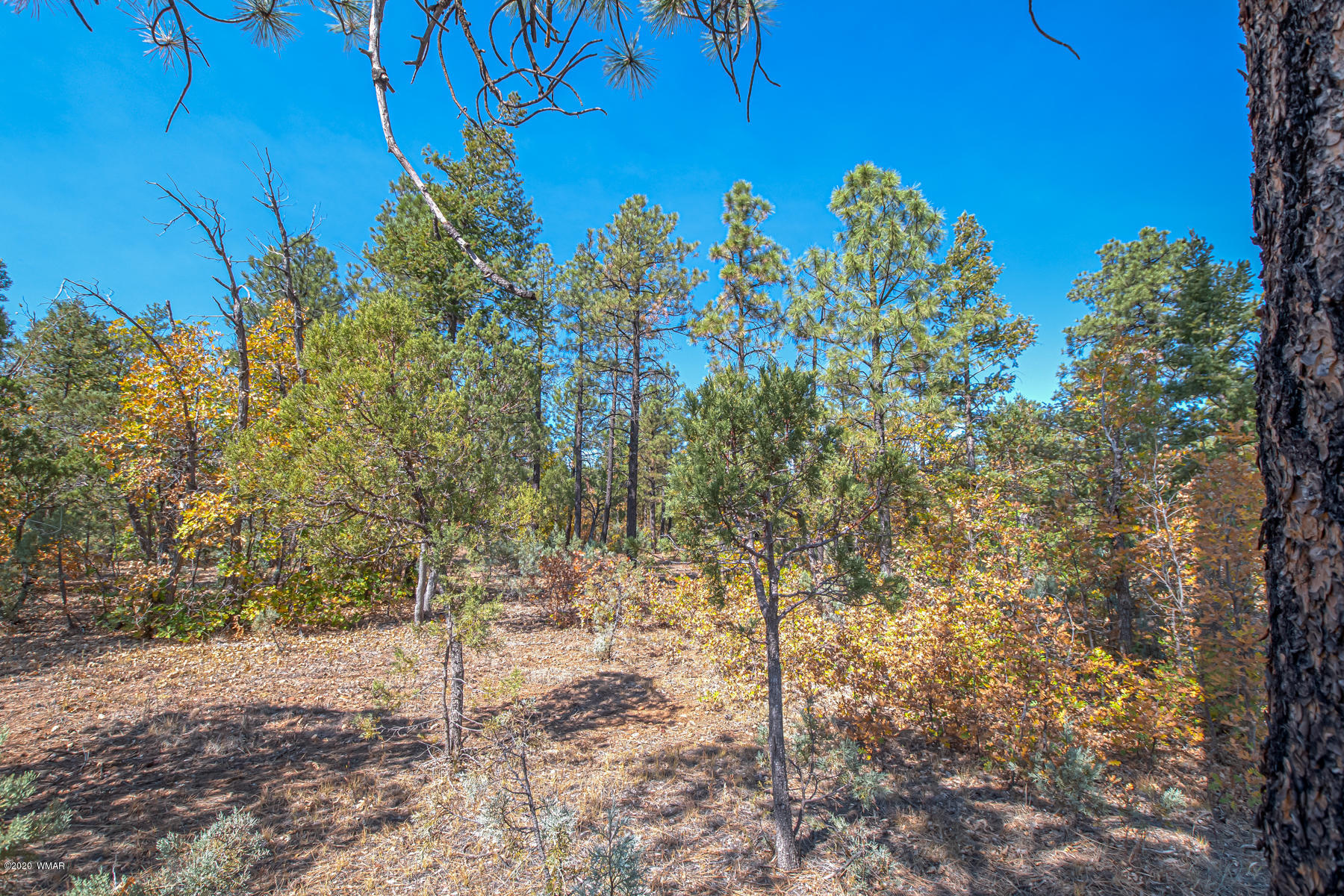 4.1-acres 4.1-acres Rim Road Show Low, AZ 85901 - Photo 7 of 23