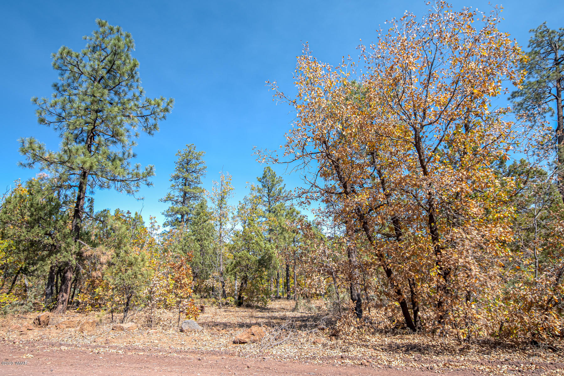 4.1-acres 4.1-acres Rim Road Show Low, AZ 85901 - Photo 8 of 23