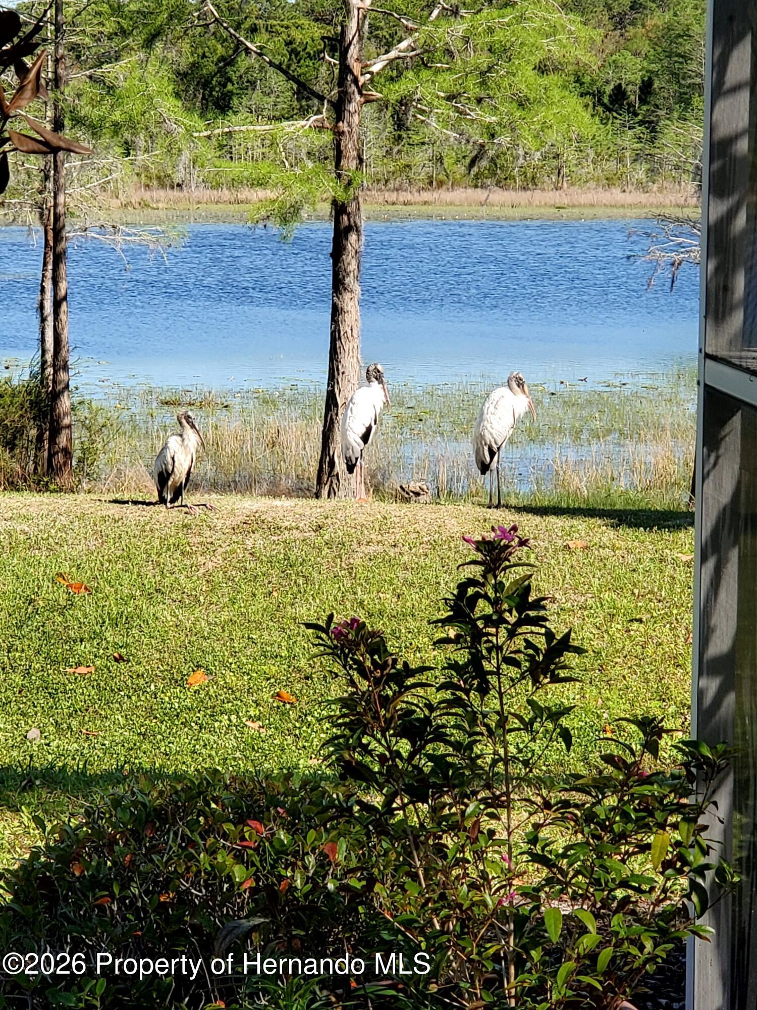 9064 Mississippi Run Weeki Wachee, FL 34613 - Photo 5 of 47