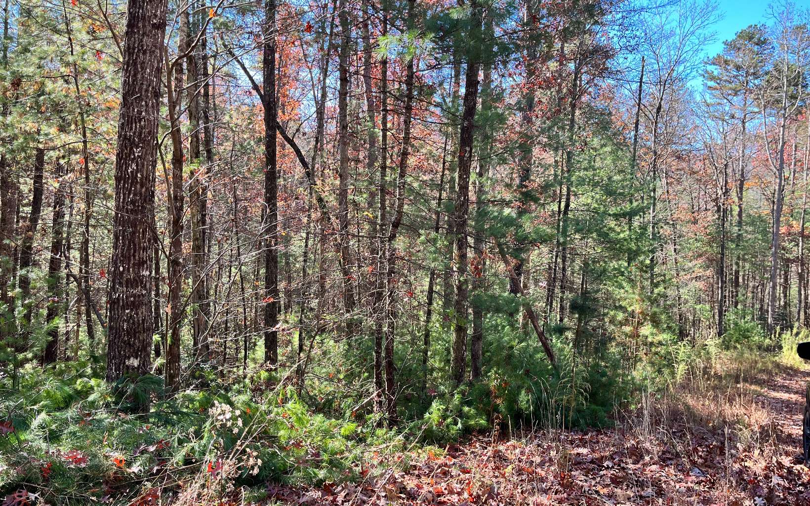 Additional View