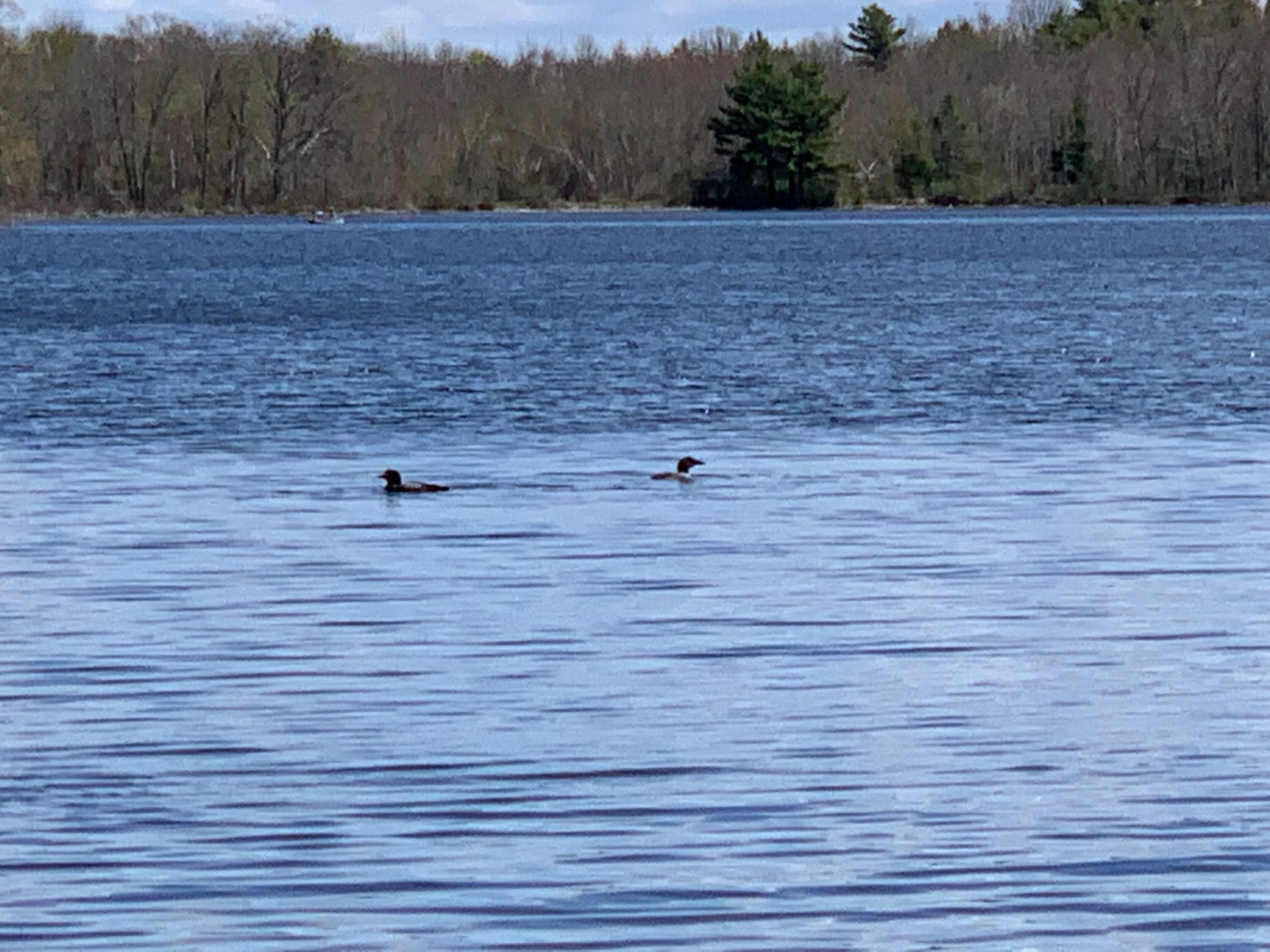 24 Pine Road Albion, ME 04910 - Photo 14 of 56 72Loons on pond