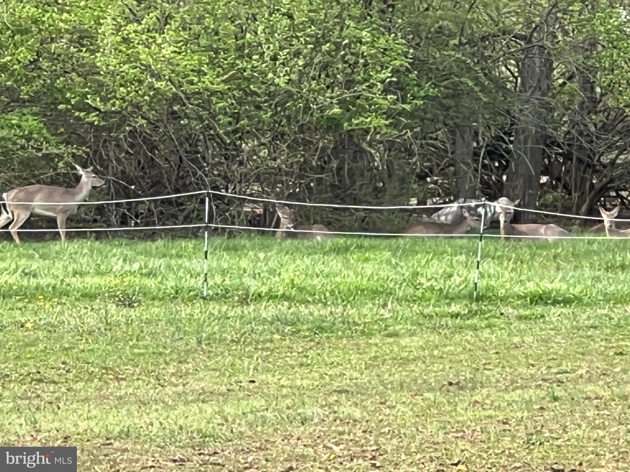 2226 Harney Road Littlestown, PA 17340 - Photo 109 of 131 a backyard of a house with lots of green space and deers