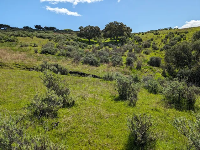 a view of a forest with a houses