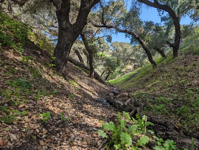 a view of a forest with a tree