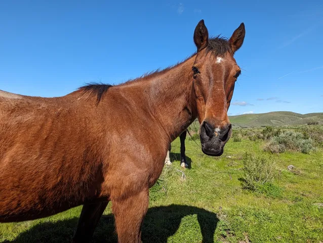 a view of a yard in front of a house