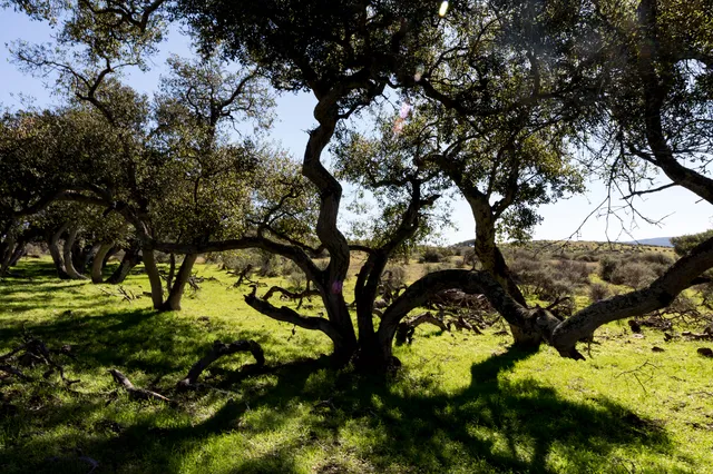 a view of a tree in a yard with large tree