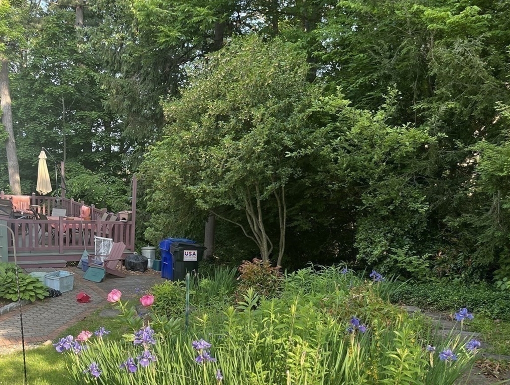 50 Mount Pleasant Amherst, MA 01002 - Photo 32 of 42 a view of a garden with plants and large trees
